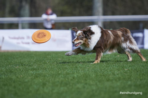 Frisbee Dog 10