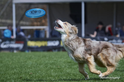 Frisbee Dog 102