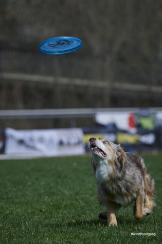 Frisbee Dog 103