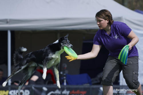 Frisbee Dog 105