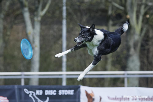 Frisbee Dog 107
