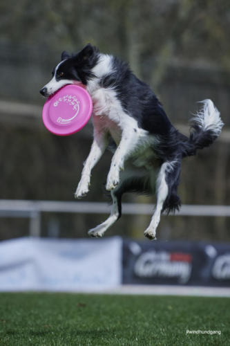 Frisbee Dog 108