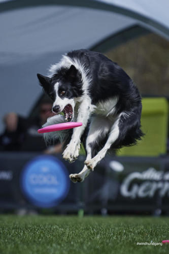 Frisbee Dog 109