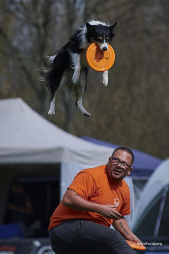 Frisbee Dog 110