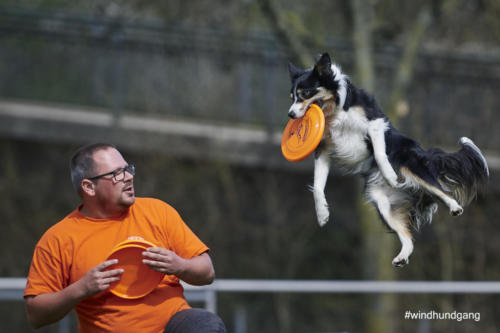 Frisbee Dog 111