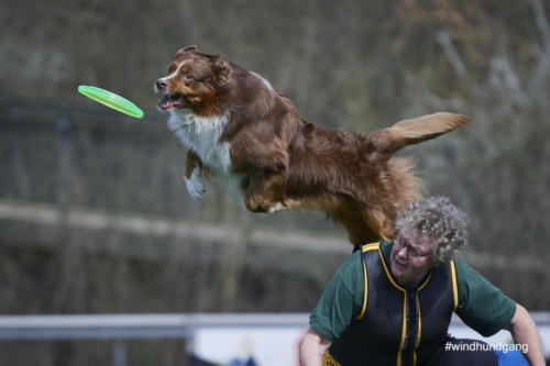 Frisbee Dog 113