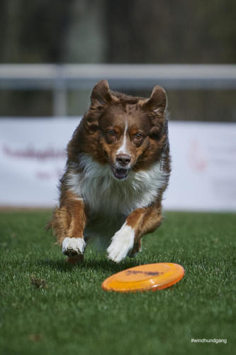 Frisbee Dog 114