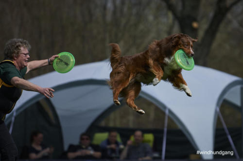 Frisbee Dog 115