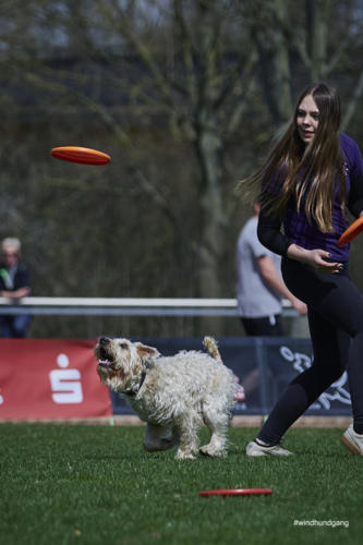 Frisbee Dog 117