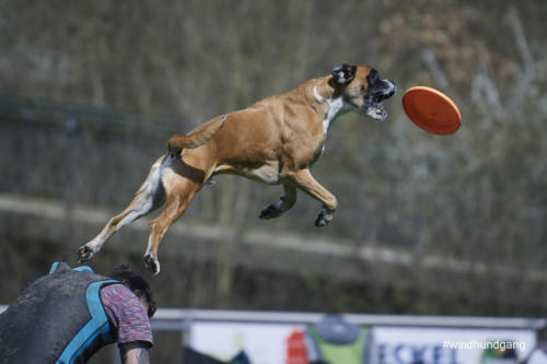 Frisbee Dog 119