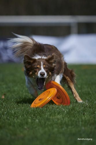 Frisbee Dog 122