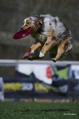 Frisbee Dog 125