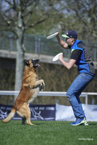 Frisbee Dog 131