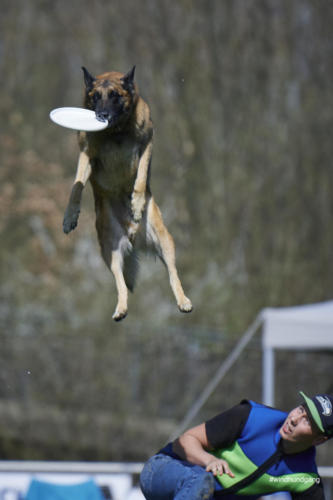 Frisbee Dog 133