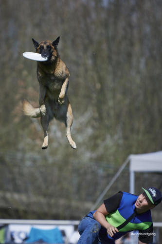 Frisbee Dog 134