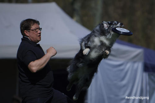 Frisbee Dog 135