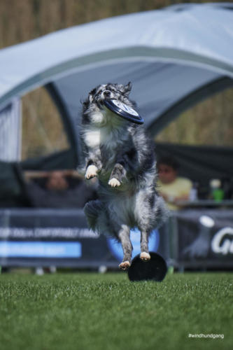 Frisbee Dog 137