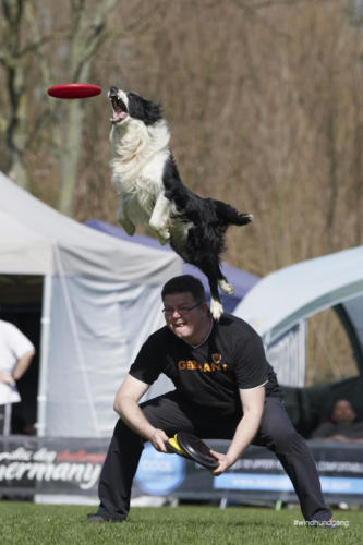 Frisbee Dog 140