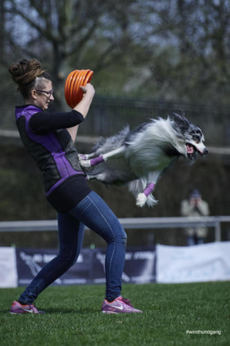 Frisbee Dog 17