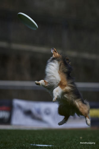 Frisbee Dog 45