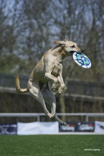 Frisbee Dog 53