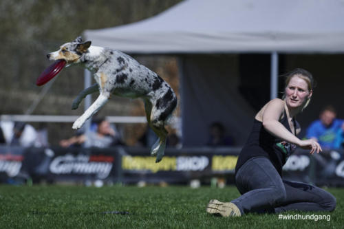 Frisbee Dog 71
