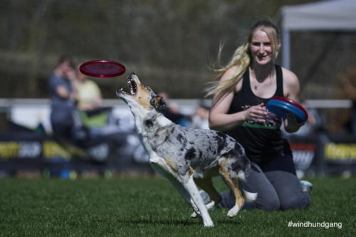 Frisbee Dog 73