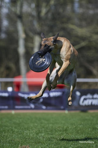 Frisbee Dog 76