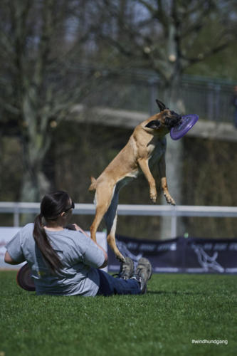 Frisbee Dog 77
