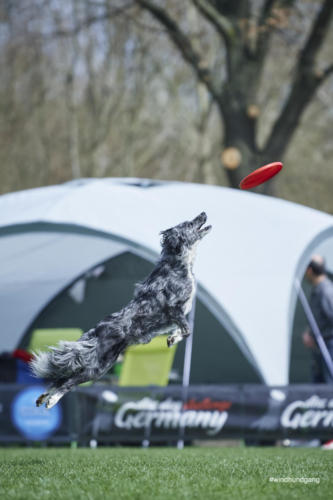 Frisbee Dog 82