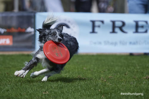 Frisbee Dog 86