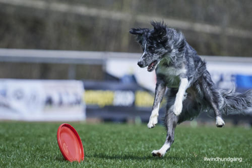 Frisbee Dog 88