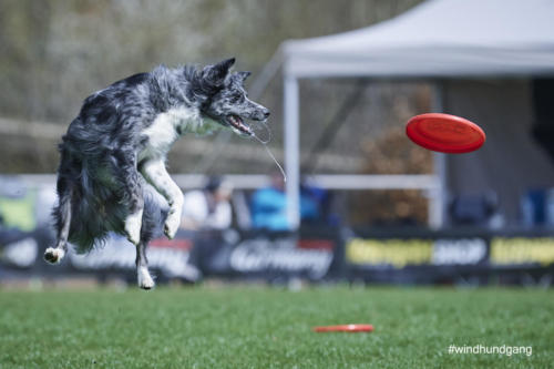 Frisbee Dog 89