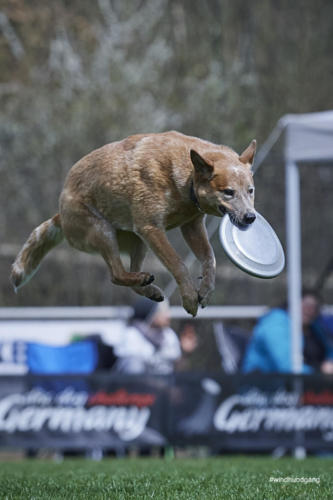 Frisbee Dog 92