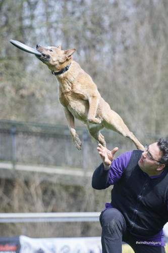 Frisbee Dog 93