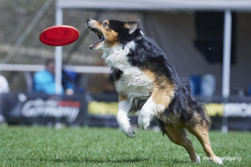 Frisbee Dog 94
