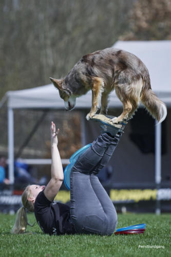 Frisbee Dog 98