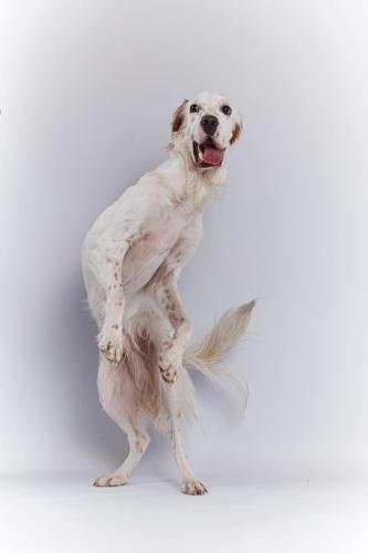 Hundefoto Koeln1