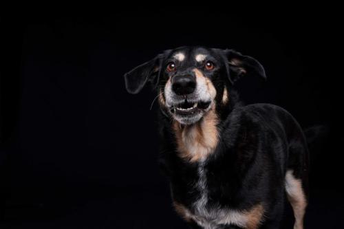 Hundefoto Koeln10 1