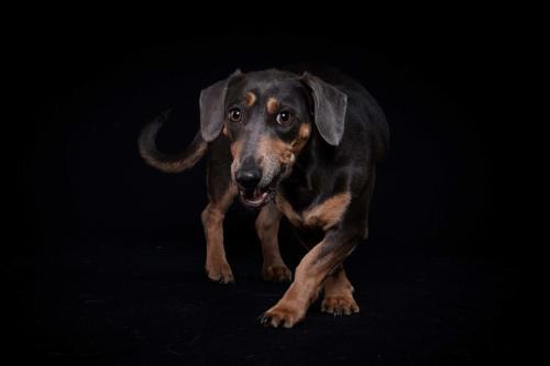 Hundefoto Koeln11 1