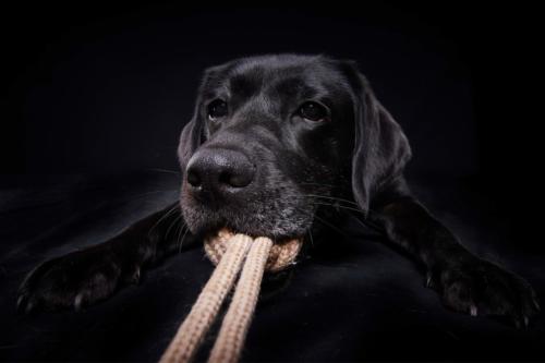 Hundefoto Koeln12 1