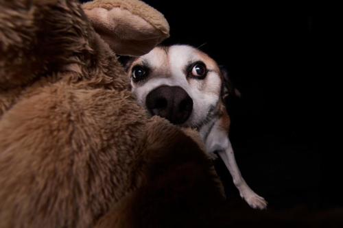 Hundefoto Koeln13