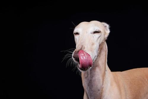 Hundefoto Koeln16