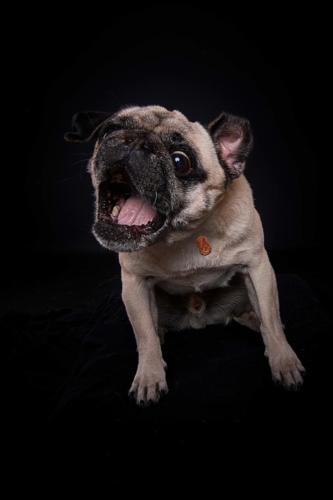 Hundefoto Koeln17 1