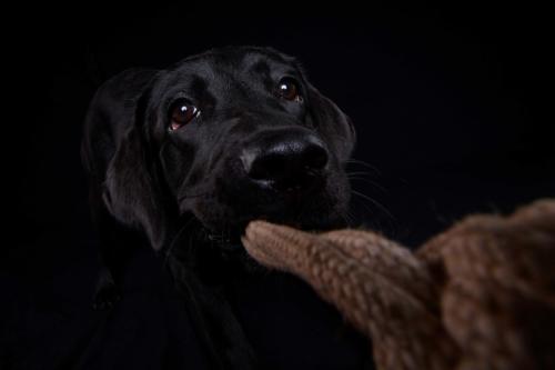 Hundefoto Koeln18