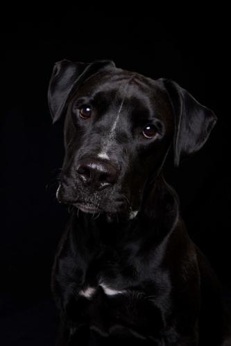 Hundefoto Koeln20
