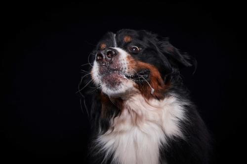 Hundefoto Koeln21