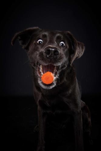 Hundefoto Koeln22 1