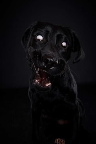 Hundefoto Koeln24 1