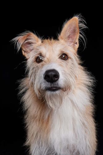 Hundefoto Koeln25